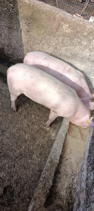 Purcei maldaieni 50 -60 kg