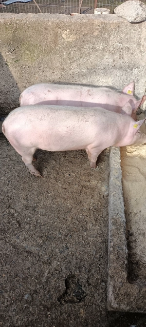 Purcei maldaieni 50 -60 kg - imagine 2