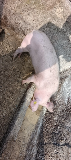 Purcei maldaieni 50 -60 kg - imagine 3