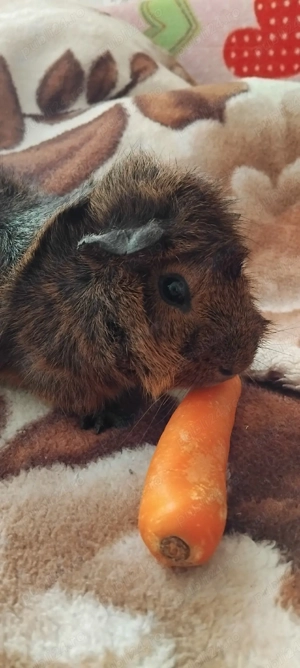 Schimb porcușor de guineea  - imagine 4