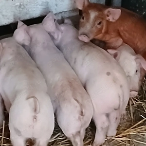 purcei 260 lei - imagine 2