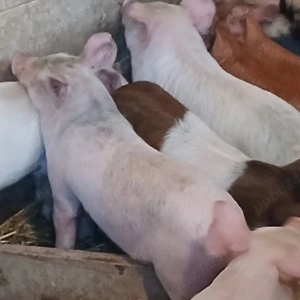 purcei frumos si mancacios  - imagine 2