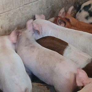 purcei frumos si mancacios  - imagine 3