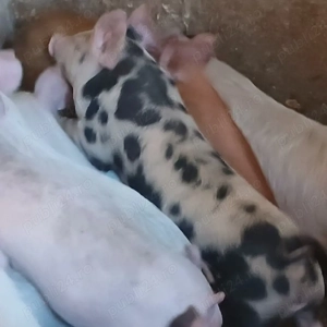 purcei frumos si mancacios 