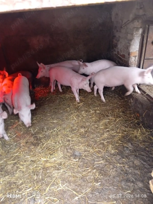 Purcei de vânzare. - imagine 4