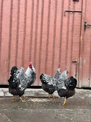 vand familie wyandotte argintiu  - imagine 2