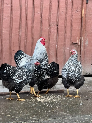 vand familie wyandotte argintiu  - imagine 3