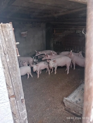 Purcei de vânzare. - imagine 2