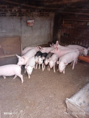 Purcei de vânzare. - imagine 3