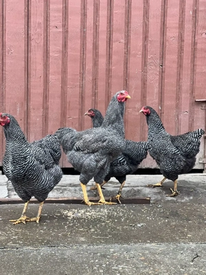 vand familie plymouth rock - imagine 3