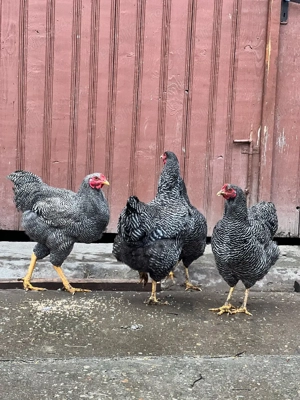 vand familie plymouth rock - imagine 2