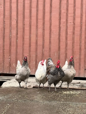 familie australop  - imagine 2