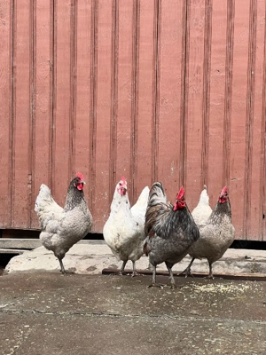 familie australop  - imagine 4