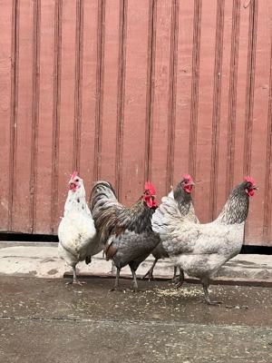 familie australop  - imagine 3