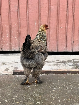 cocsi brahma potarnichiu  - imagine 3