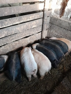 Purcei de vânzare  - imagine 3