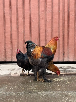 cocsi brahma potarnichiu  - imagine 2