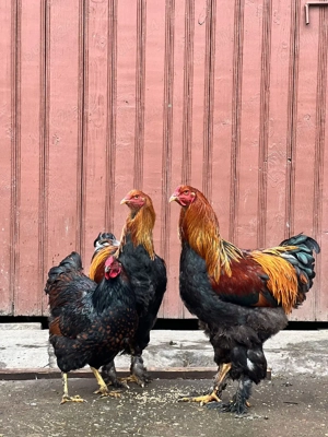 cocsi brahma potarnichiu  - imagine 4