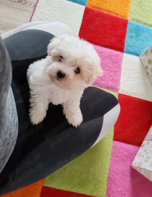 Vand bishon miny toy 6 saptamani