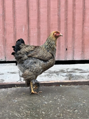 cocsi brahma potarnichiu 