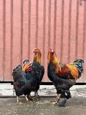 cocsi brahma potarnichiu  - imagine 5