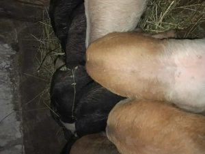 Purcei de vânzare  - imagine 2