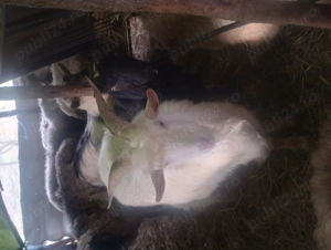 Vând 3 țapi 300 lei bucata  - imagine 3