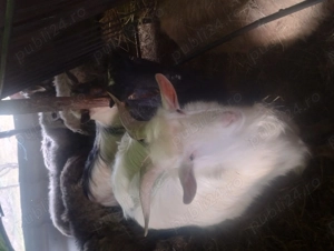 Vând 3 țapi 300 lei bucata  - imagine 2