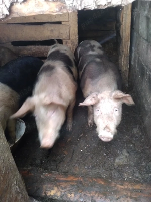 Vând purcei și porcii  - imagine 2