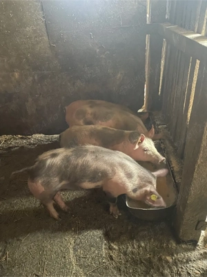 De vanzare! - imagine 2