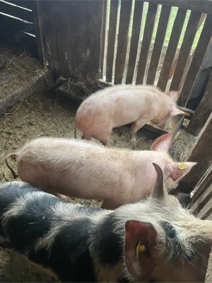 De vanzare! - imagine 3