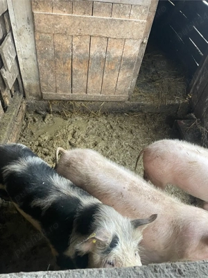 De vanzare! - imagine 5