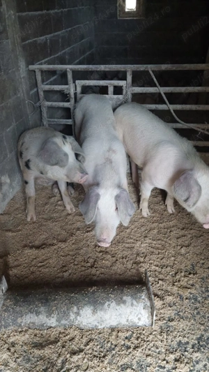 Vând purcei și porcii  - imagine 4