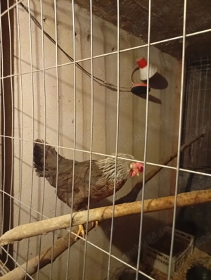 găini italiene  - imagine 2