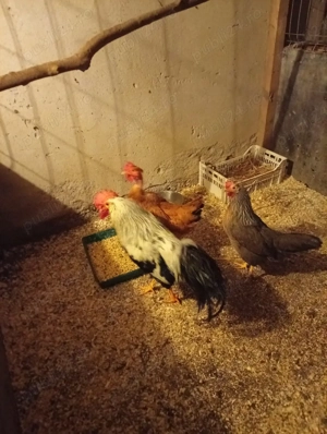 găini italiene  - imagine 3