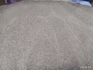 Vând grâu 2025 - imagine 4