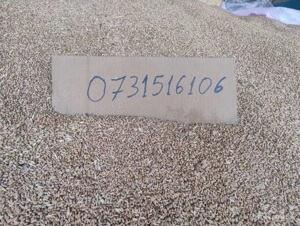 Vând grâu 2025 - imagine 2