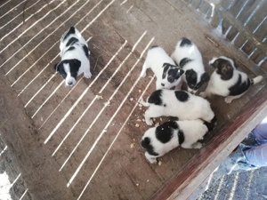 Căței spre adopție