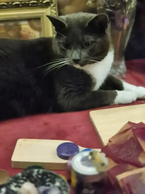 Pisicuțâ pentru adopție responsabilâ - imagine 2