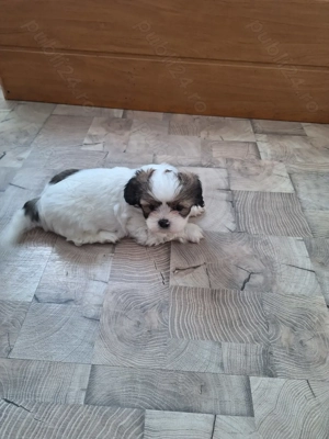 Fetita rasa shih tzu.
