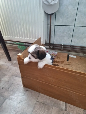 Fetita rasa shih tzu. - imagine 3