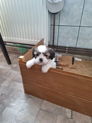 Fetita rasa shih tzu. - imagine 2