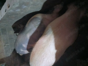 Vând porci de carne de casa