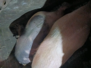 Vând porci de carne de casa - imagine 4