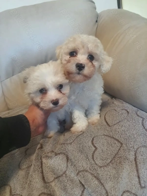 Bichoni originali de vânzare