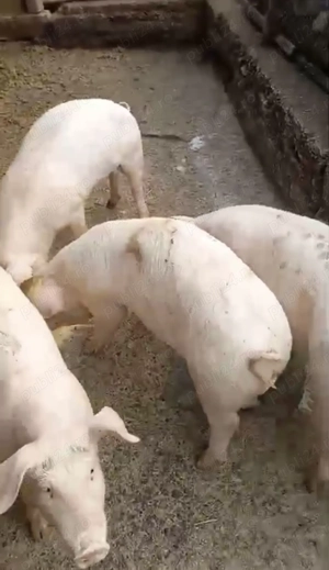 Vând 5 grăsuni, preț 550 lei  - imagine 2