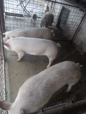 Porci de sacrificat - imagine 3