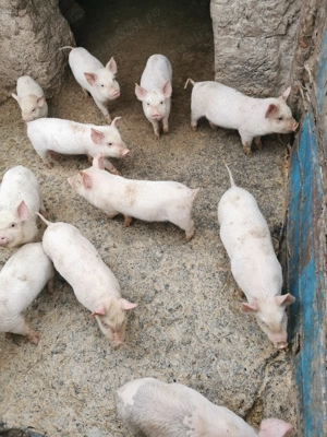 Vând purcei de 6 săptămâni  - imagine 2