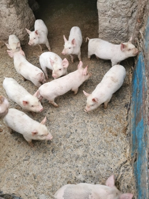 Vând purcei de 6 săptămâni 