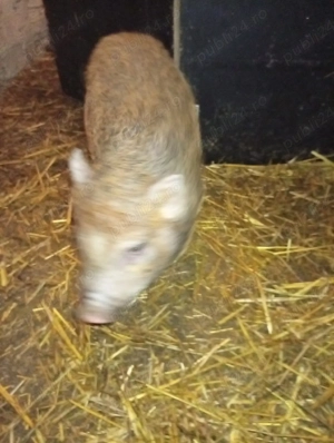 vierus vietnamez  - imagine 4